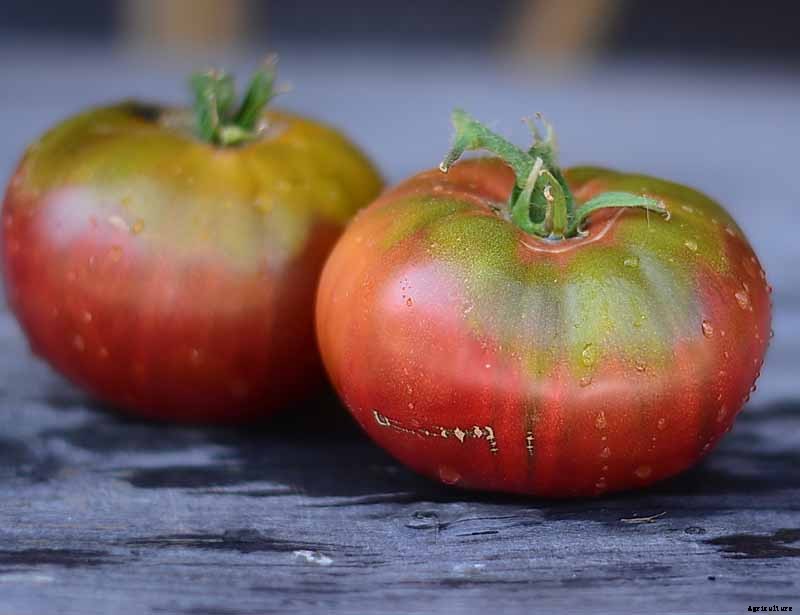 Grow Your Own ‘Cherokee Purple’ Tomatoes