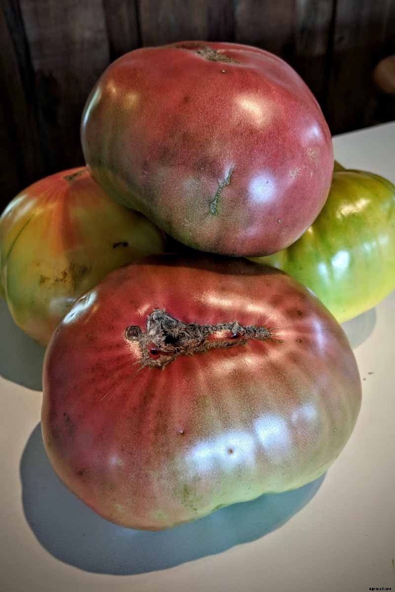 Grow Your Own ‘Cherokee Purple’ Tomatoes