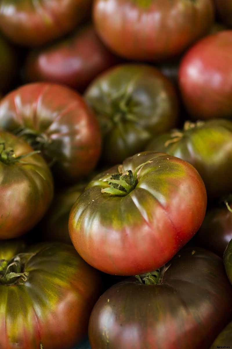 Grow Your Own ‘Cherokee Purple’ Tomatoes