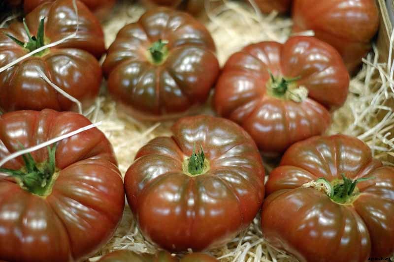 Grow Your Own ‘Cherokee Purple’ Tomatoes