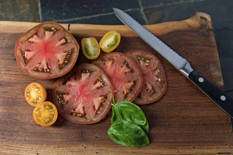 Grow Your Own ‘Cherokee Purple’ Tomatoes