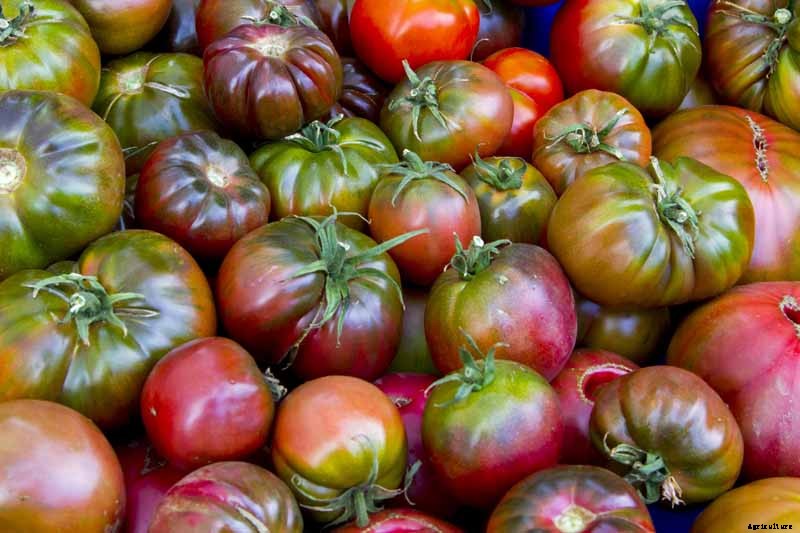 Grow Your Own ‘Cherokee Purple’ Tomatoes
