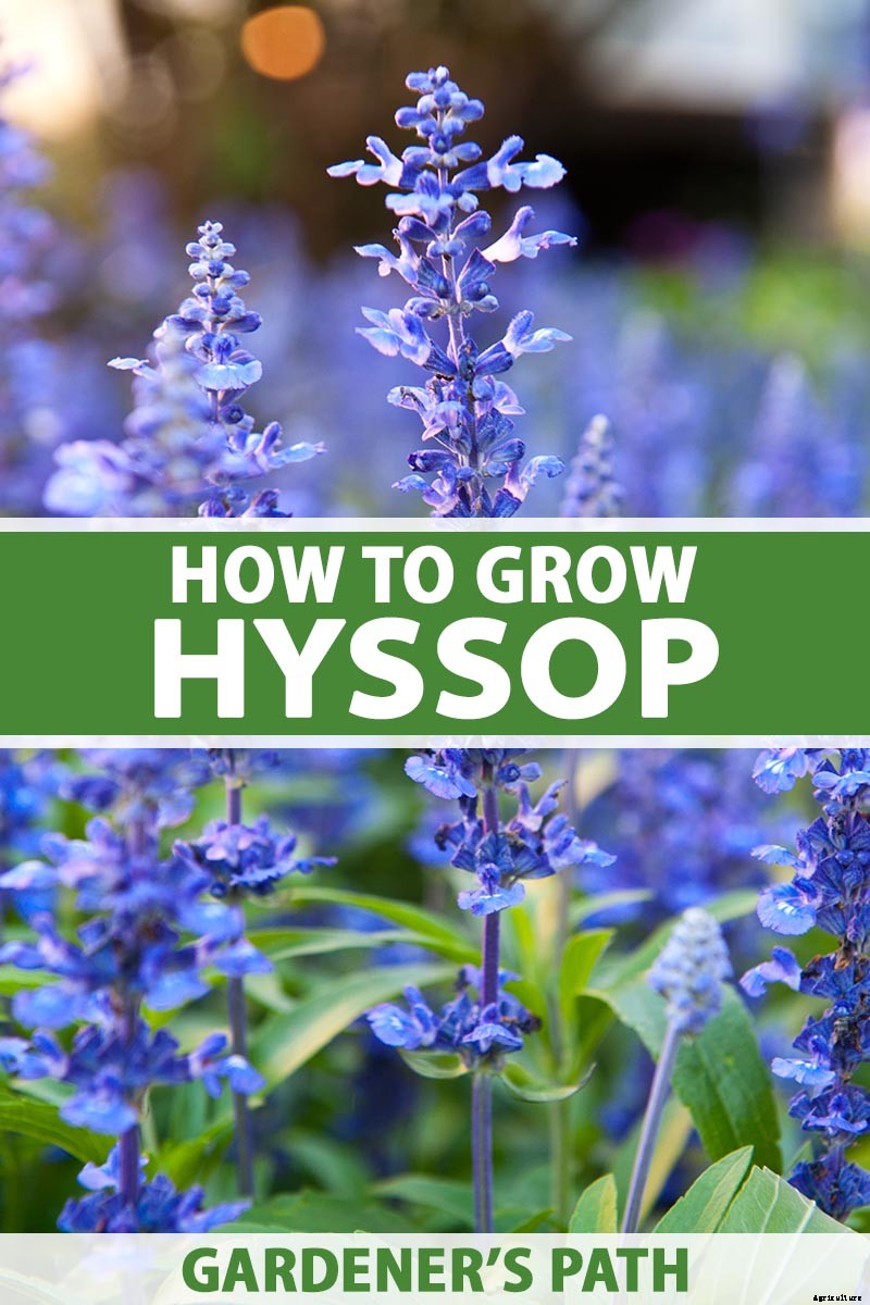 How to Grow and Use Hyssop