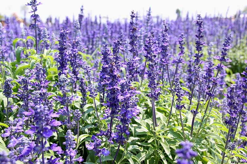 How to Grow and Use Hyssop
