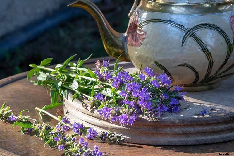 How to Grow and Use Hyssop