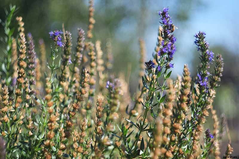 How to Grow and Use Hyssop