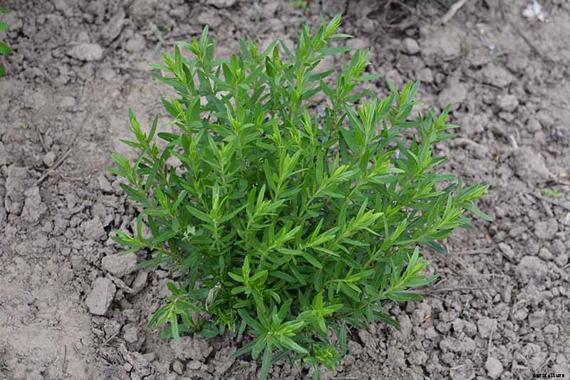 How to Grow and Use Hyssop