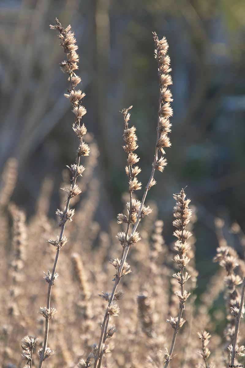 How to Grow and Use Hyssop