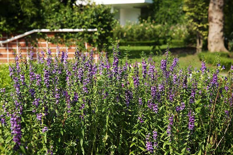 How to Grow and Use Hyssop