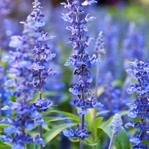 How to Grow and Use Hyssop