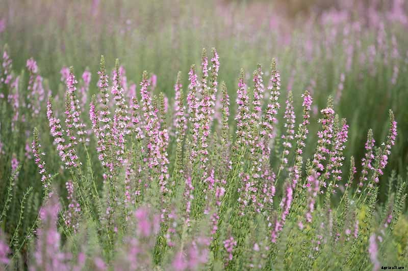 How to Grow and Use Hyssop