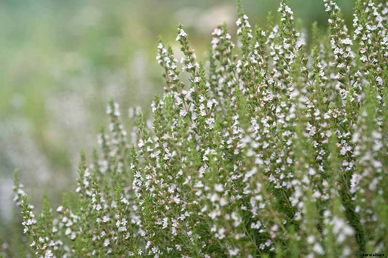 How to Grow and Use Hyssop