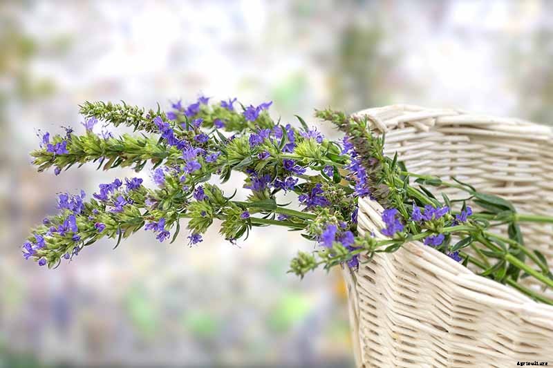 How to Grow and Use Hyssop
