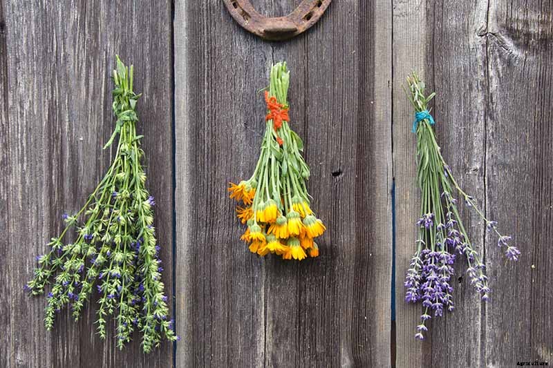 How to Grow and Use Hyssop