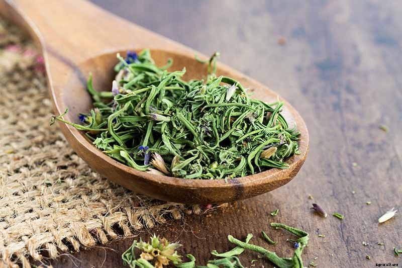 How to Grow and Use Hyssop