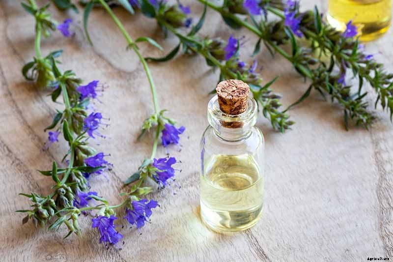 How to Grow and Use Hyssop