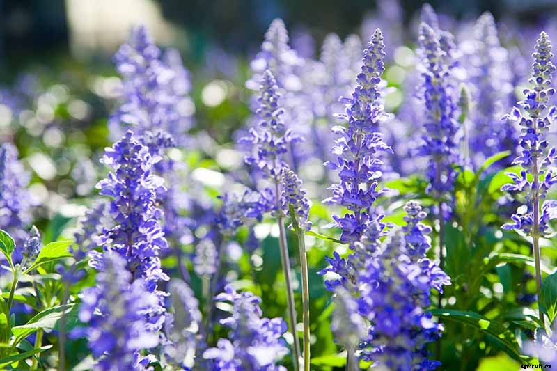 How to Grow and Use Hyssop