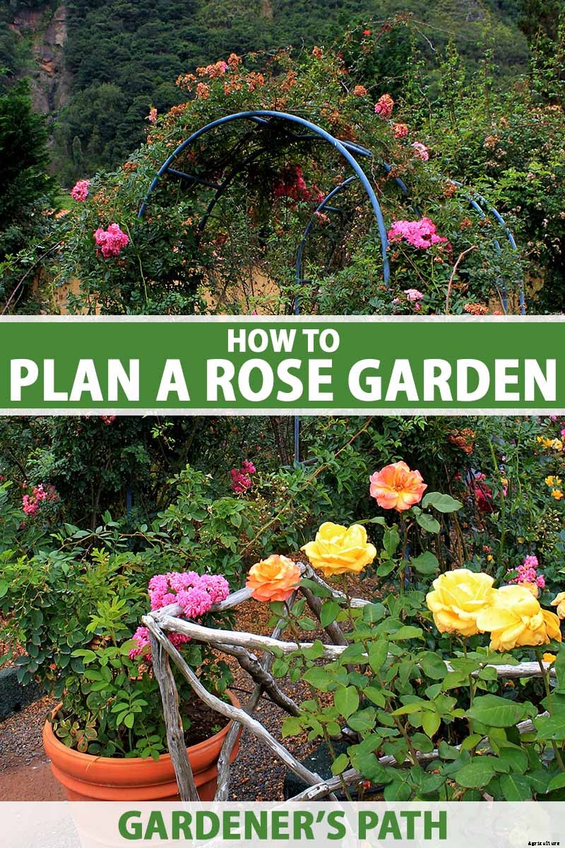 How to Plan a Rose Garden
