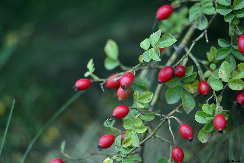 How to Plan a Rose Garden