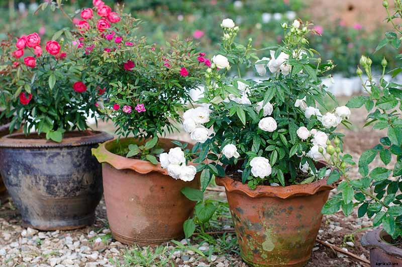 How to Plan a Rose Garden
