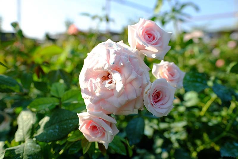 How to Plan a Rose Garden