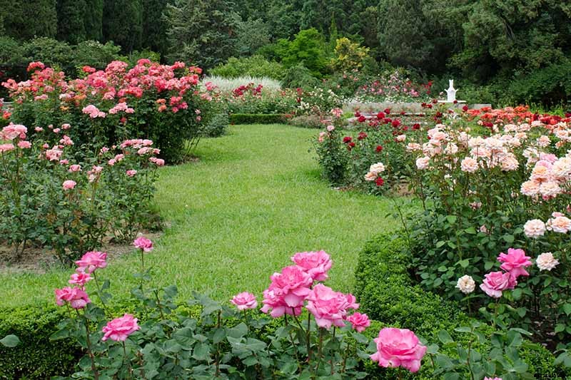 How to Plan a Rose Garden