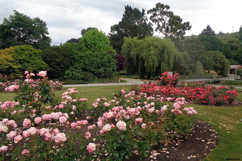 How to Plan a Rose Garden