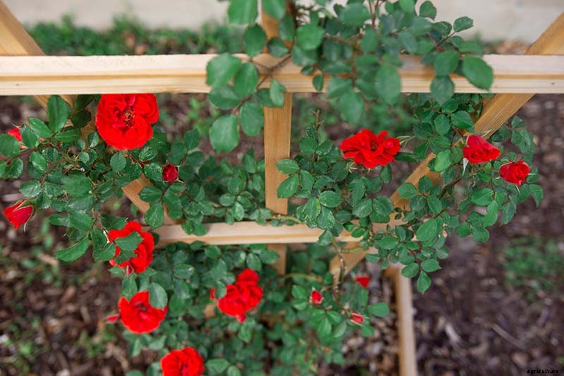 How to Plan a Rose Garden