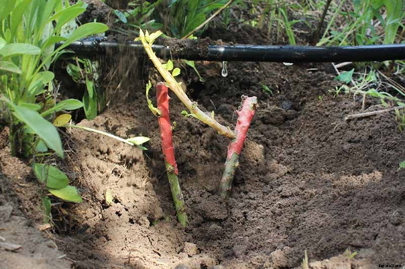 How to Plan a Rose Garden