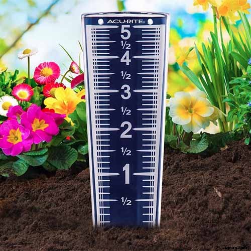 How to Plan a Rose Garden