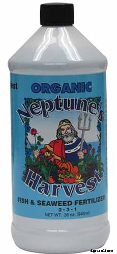 How to Plan a Rose Garden