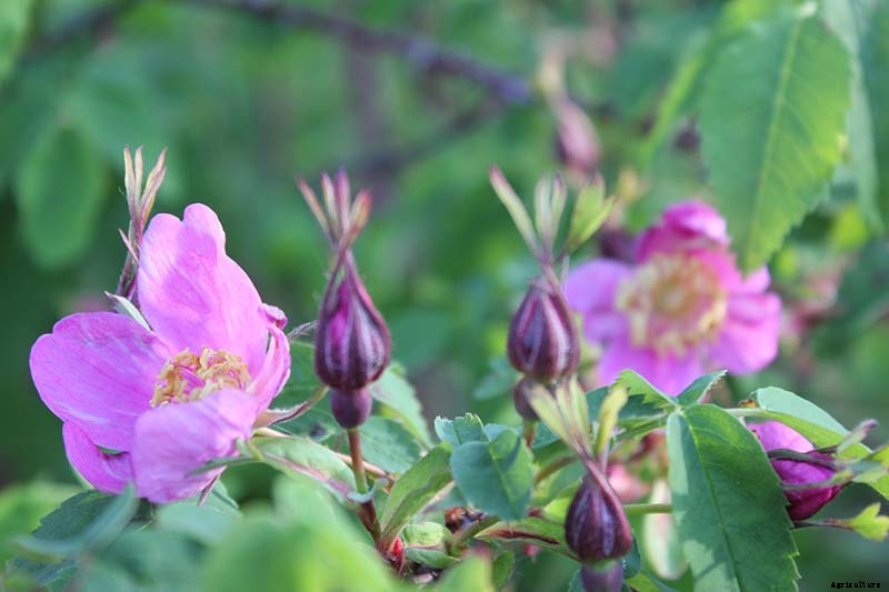 How to Plan a Rose Garden