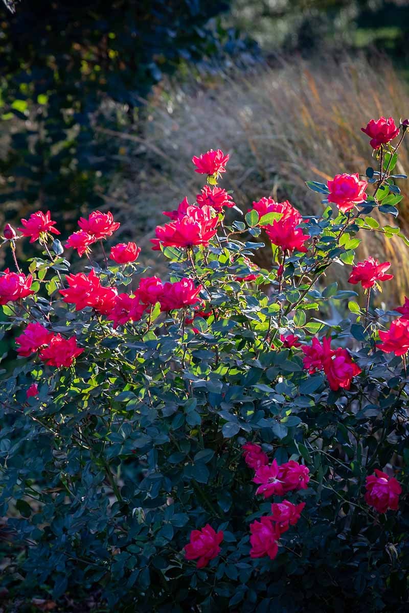 How to Plan a Rose Garden
