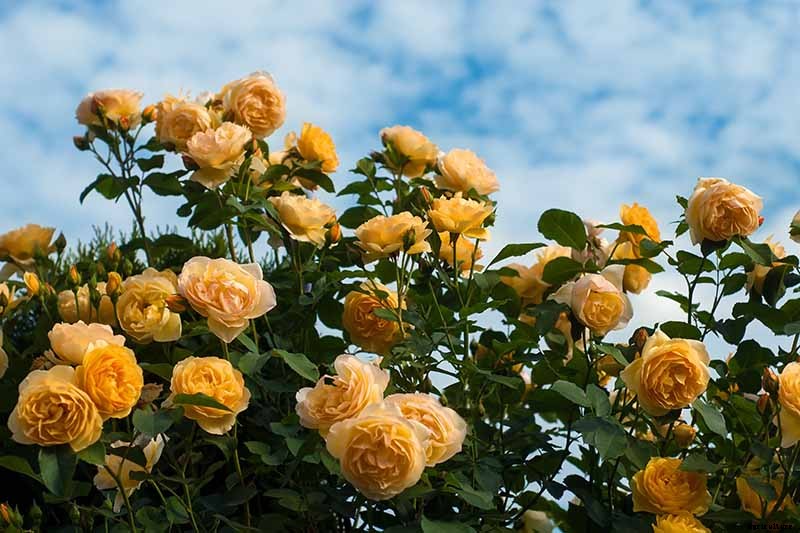 How to Plan a Rose Garden