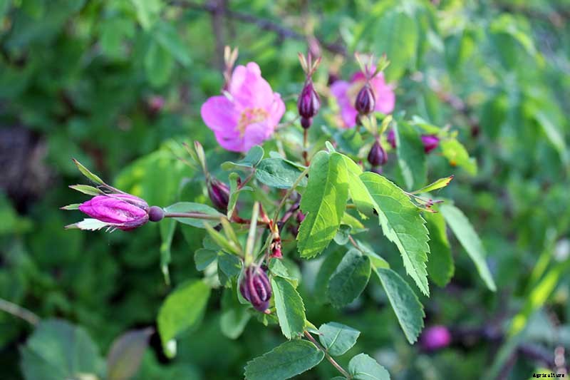 How to Plan a Rose Garden