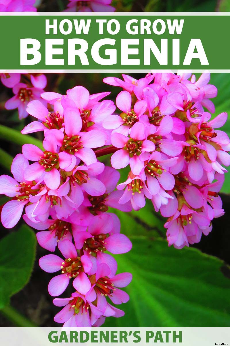 How to Grow and Care for Bergenia Flowers