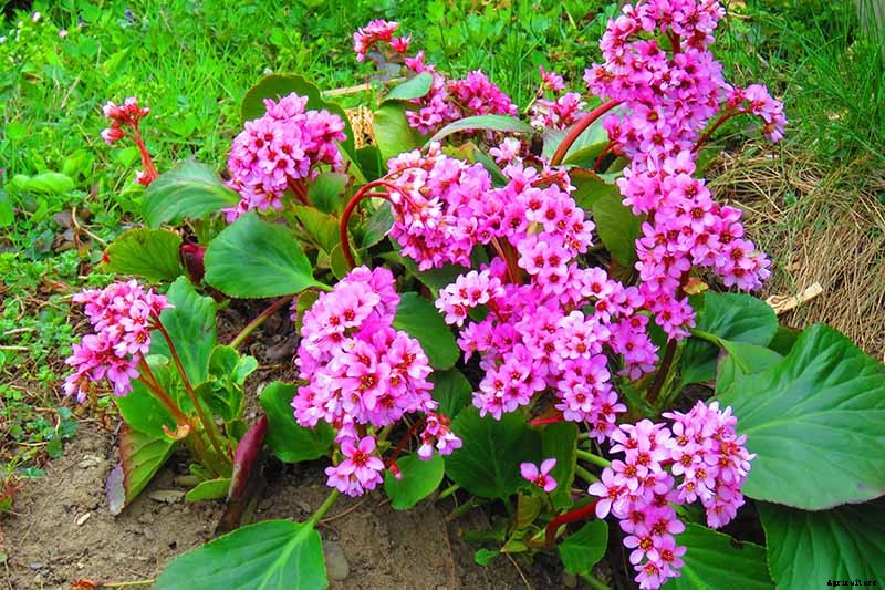 How to Grow and Care for Bergenia Flowers