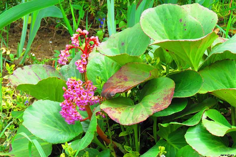 How to Grow and Care for Bergenia Flowers