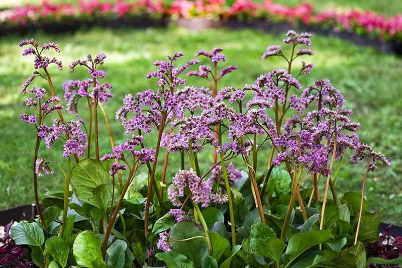 How to Grow and Care for Bergenia Flowers