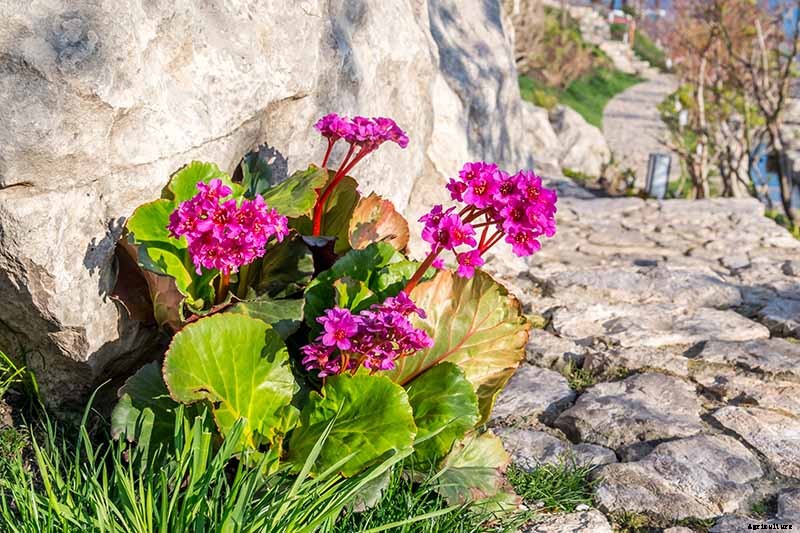 How to Grow and Care for Bergenia Flowers