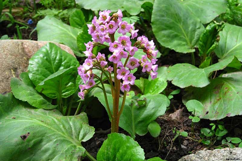 How to Grow and Care for Bergenia Flowers