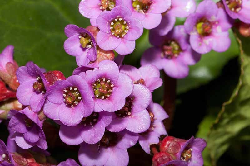 How to Grow and Care for Bergenia Flowers
