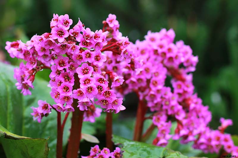 How to Grow and Care for Bergenia Flowers
