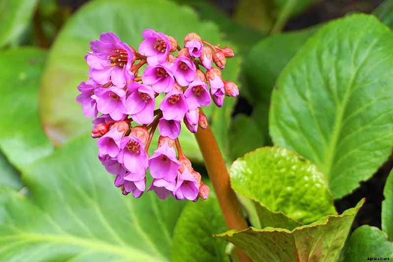 How to Grow and Care for Bergenia Flowers