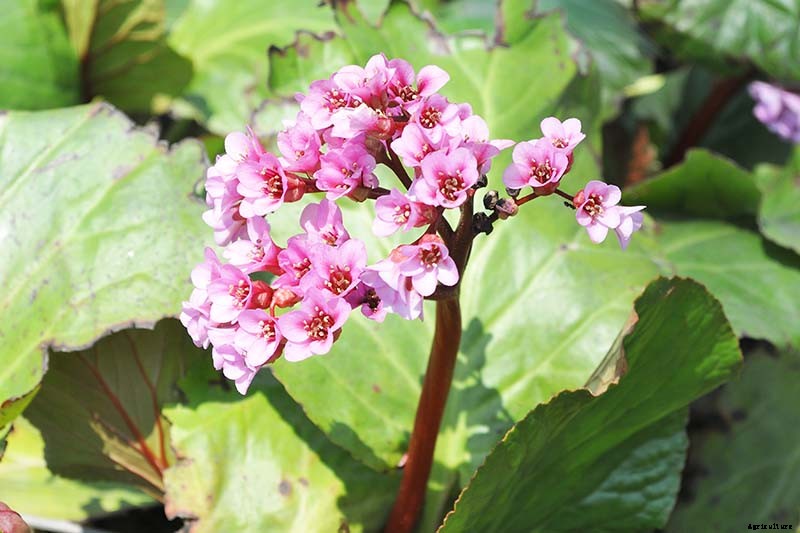 How to Grow and Care for Bergenia Flowers