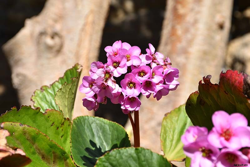 How to Grow and Care for Bergenia Flowers