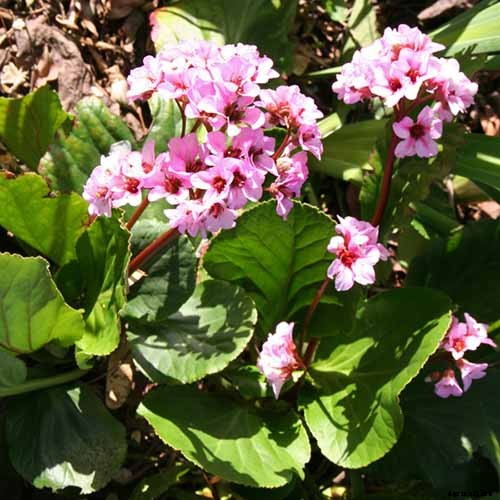 How to Grow and Care for Bergenia Flowers