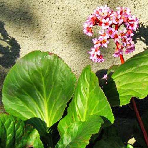 How to Grow and Care for Bergenia Flowers