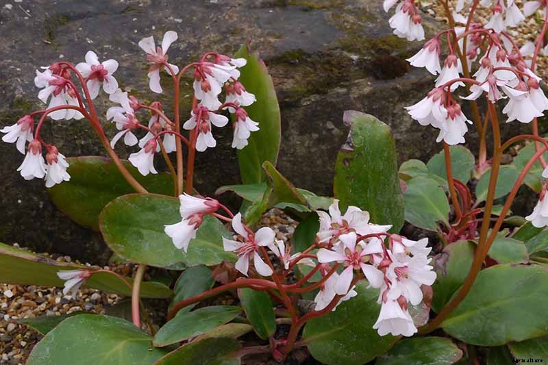 How to Grow and Care for Bergenia Flowers