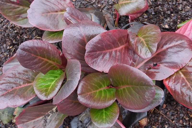 How to Grow and Care for Bergenia Flowers
